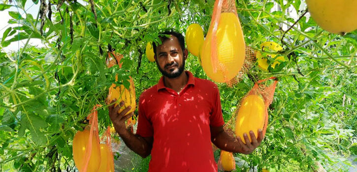 মাচায় ঝুলছে হলুদ-সবুজ রসালো তরমুজ