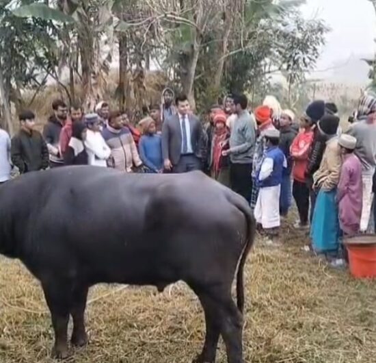 মহিষের লড়াই দেখতে মানুষের ঢল, প্রশাসনের হস্তক্ষেপে পন্ড