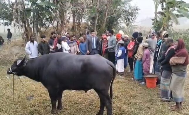 মহিষের লড়াই দেখতে মানুষের ঢল, প্রশাসনের হস্তক্ষেপে পন্ড