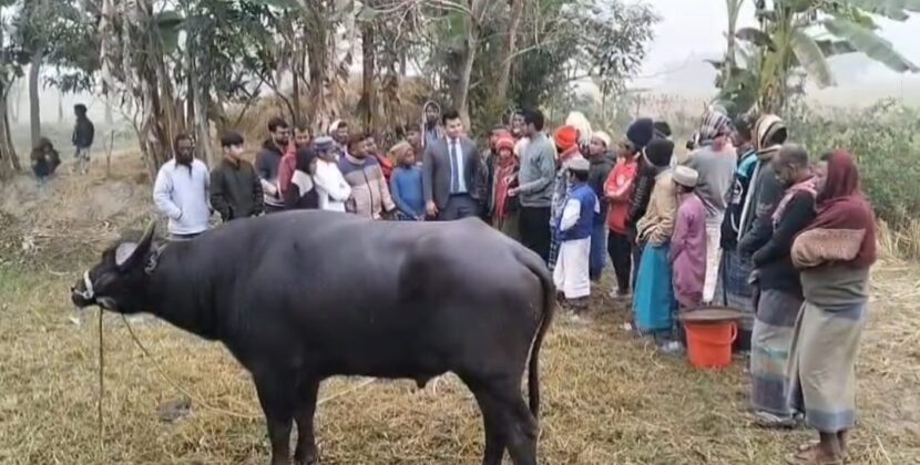 মহিষের লড়াই দেখতে মানুষের ঢল, প্রশাসনের হস্তক্ষেপে পন্ড