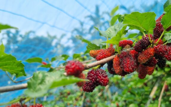 বরিশাল এখন মালবেরি ফলের অপার সম্ভাবনা 