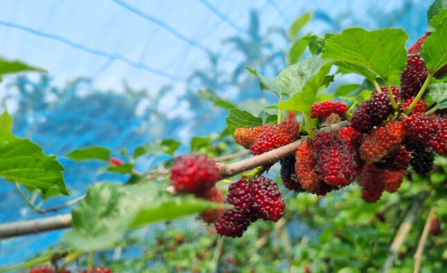 বরিশাল এখন মালবেরি ফলের অপার সম্ভাবনা 