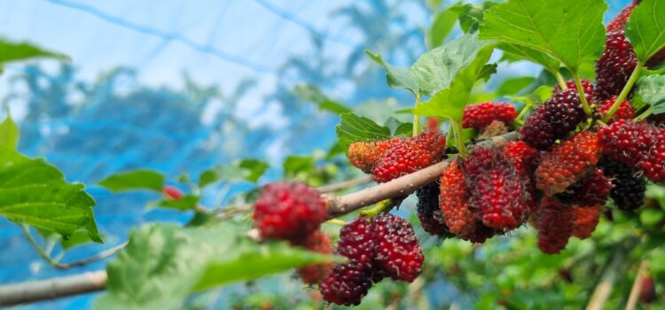 বরিশাল এখন মালবেরি ফলের অপার সম্ভাবনা 