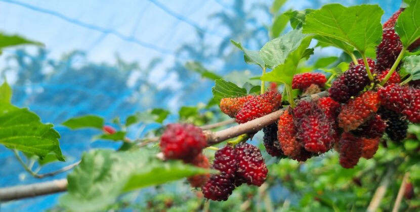 বরিশাল এখন মালবেরি ফলের অপার সম্ভাবনা 