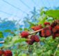 বরিশাল এখন মালবেরি ফলের অপার সম্ভাবনা 