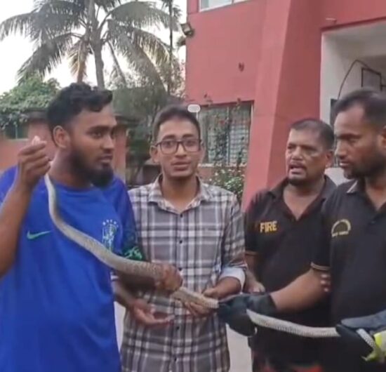 কলাপাড়ায় ৬ ফুট দৈর্ঘ্যের দাড়াশ সাপ অবমুক্ত