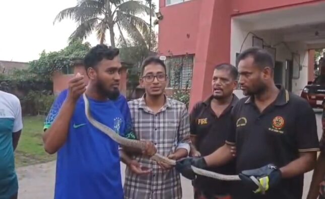 কলাপাড়ায় ৬ ফুট দৈর্ঘ্যের দাড়াশ সাপ অবমুক্ত