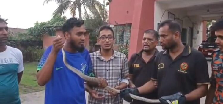 কলাপাড়ায় ৬ ফুট দৈর্ঘ্যের দাড়াশ সাপ অবমুক্ত