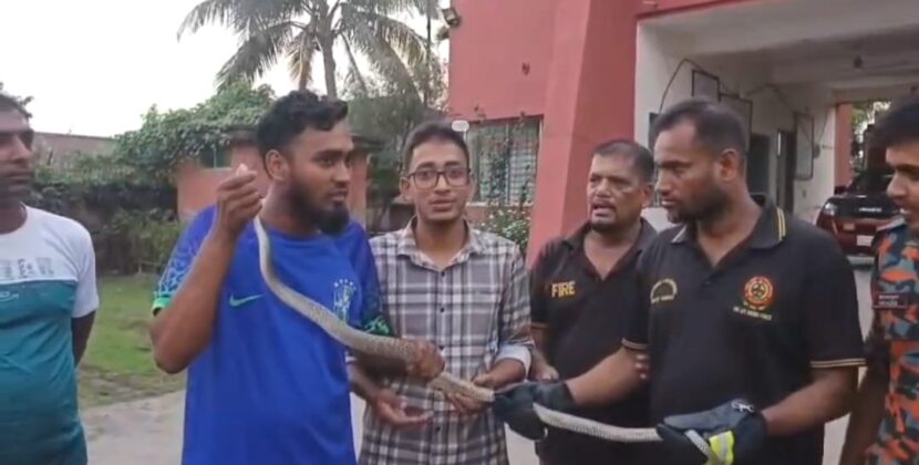 কলাপাড়ায় ৬ ফুট দৈর্ঘ্যের দাড়াশ সাপ অবমুক্ত