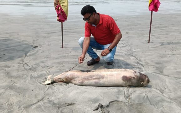 কুয়াকাটা সমুদ্র সৈকতে প্রায় ভেসে আসে মৃত ডলফিন