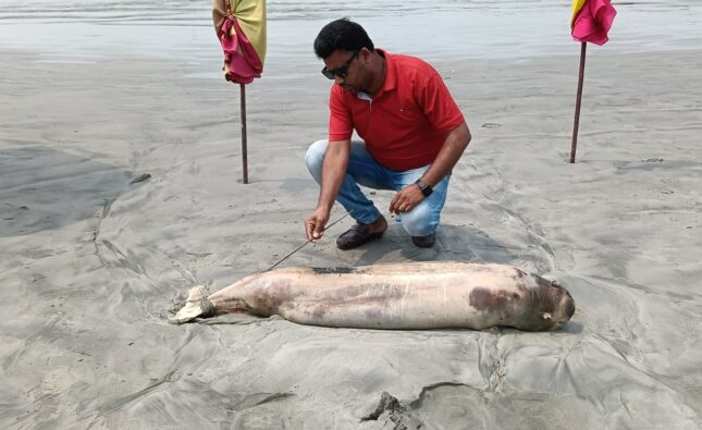 কুয়াকাটা সমুদ্র সৈকতে প্রায় ভেসে আসে মৃত ডলফিন