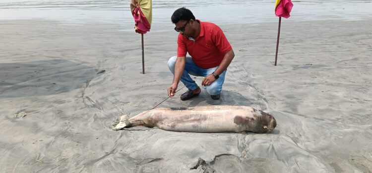 কুয়াকাটা সমুদ্র সৈকতে প্রায় ভেসে আসে মৃত ডলফিন