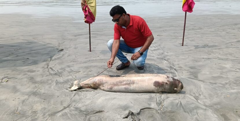 কুয়াকাটা সমুদ্র সৈকতে প্রায় ভেসে আসে মৃত ডলফিন