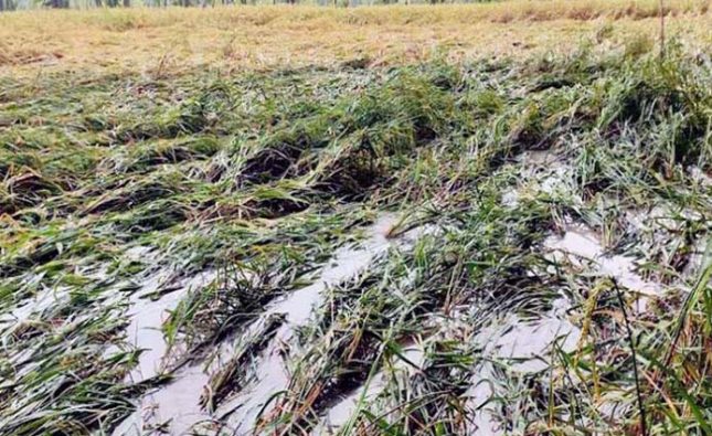 বরিশালে টানা বর্ষণে বোরো ধানের ব্যাপক ক্ষতি