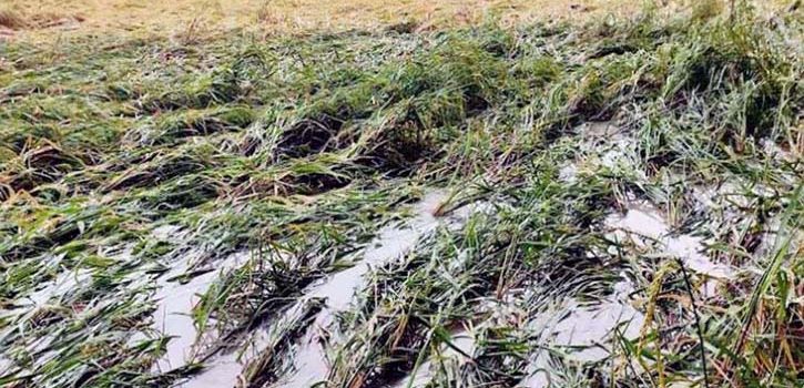 বরিশালে টানা বর্ষণে বোরো ধানের ব্যাপক ক্ষতি