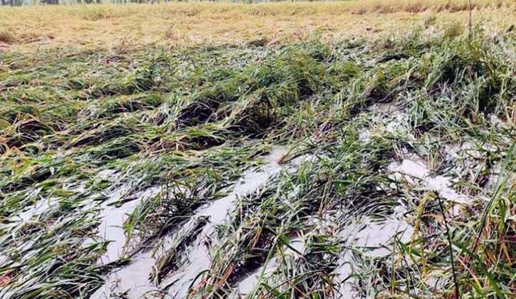 বরিশালে টানা বর্ষণে বোরো ধানের ব্যাপক ক্ষতি