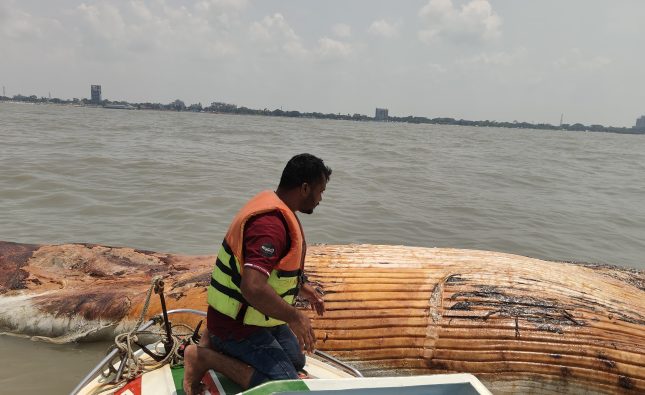 কুয়াকাটা সৈকতে ৫৮ ফুট দৈর্ঘ্যের মৃত তিমি