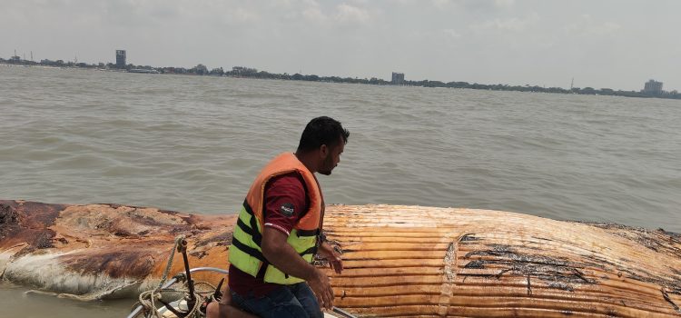 কুয়াকাটা সৈকতে ৫৮ ফুট দৈর্ঘ্যের মৃত তিমি