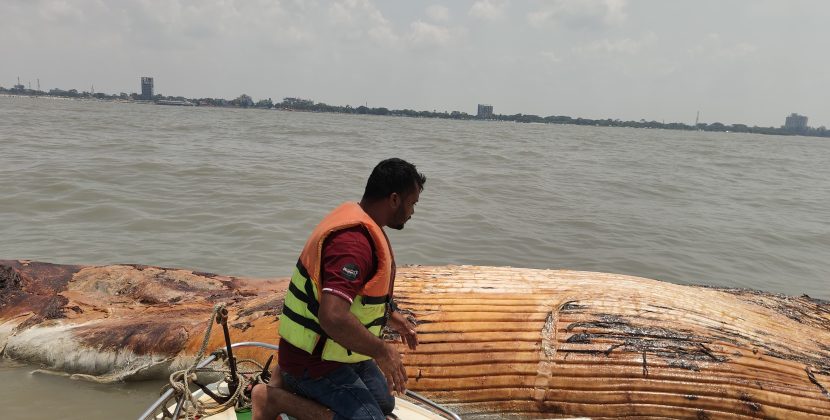 কুয়াকাটা সৈকতে ৫৮ ফুট দৈর্ঘ্যের মৃত তিমি