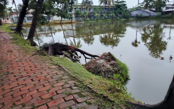 রাতের আধারে সরকারি বিদ্যালয়ের একাধিক মেহগনি গাছ উধাও, কতৃপক্ষ কিছুই জানে না কিছুই