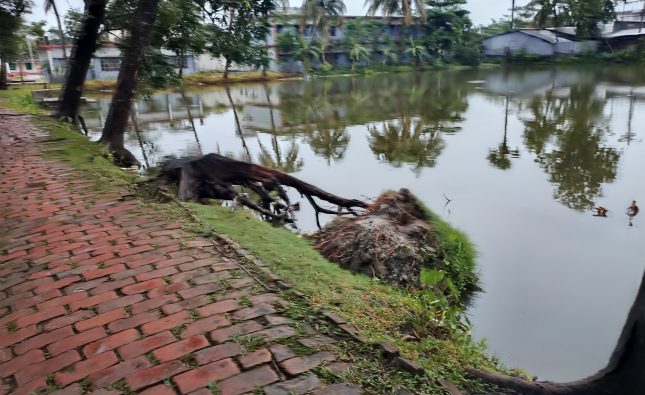 রাতের আধারে সরকারি বিদ্যালয়ের একাধিক মেহগনি গাছ উধাও, কতৃপক্ষ কিছুই জানে না কিছুই