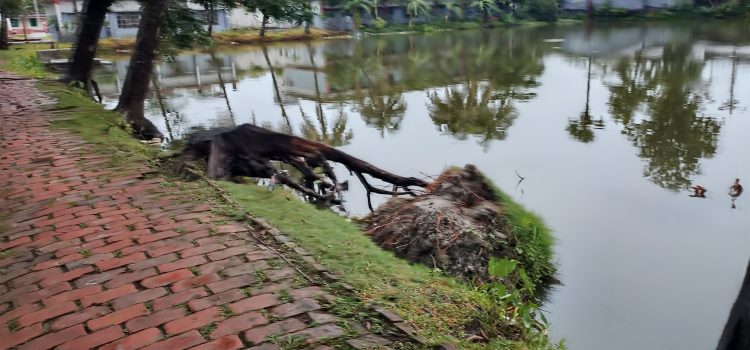 রাতের আধারে সরকারি বিদ্যালয়ের একাধিক মেহগনি গাছ উধাও, কতৃপক্ষ কিছুই জানে না কিছুই
