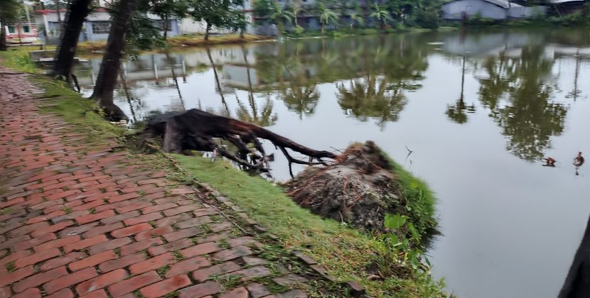 রাতের আধারে সরকারি বিদ্যালয়ের একাধিক মেহগনি গাছ উধাও, কতৃপক্ষ কিছুই জানে না কিছুই