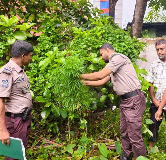 বরিশাল নগরীর ঝোপ থেকে গাঁজা গাছ উদ্ধার