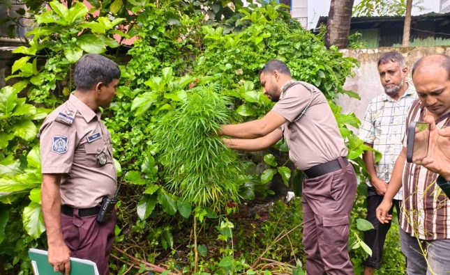 বরিশাল নগরীর ঝোপ থেকে গাঁজা গাছ উদ্ধার