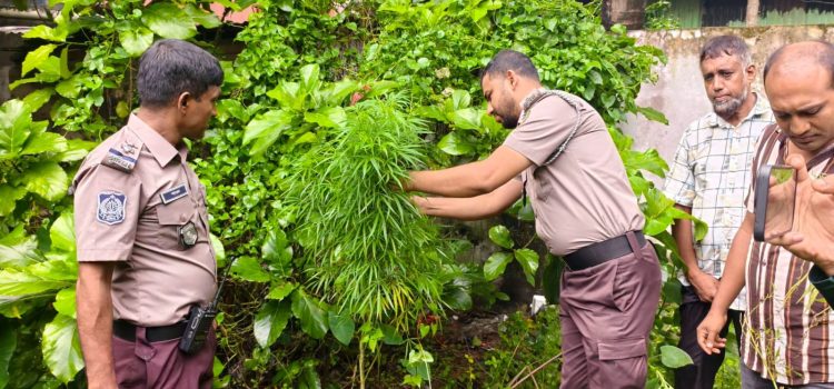 বরিশাল নগরীর ঝোপ থেকে গাঁজা গাছ উদ্ধার
