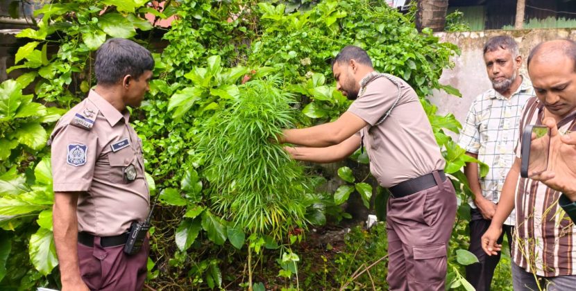 বরিশাল নগরীর ঝোপ থেকে গাঁজা গাছ উদ্ধার