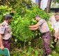 বরিশাল নগরীর ঝোপ থেকে গাঁজা গাছ উদ্ধার